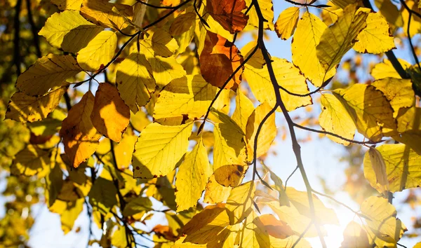 Folhas amarelas contra o sol — Fotografia de Stock