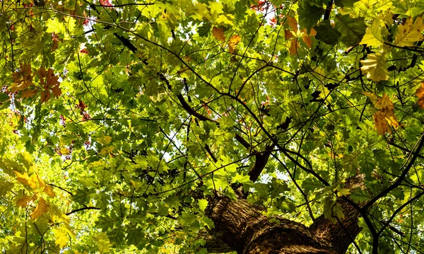 Folhas verdes na árvore no outono — Fotografia de Stock