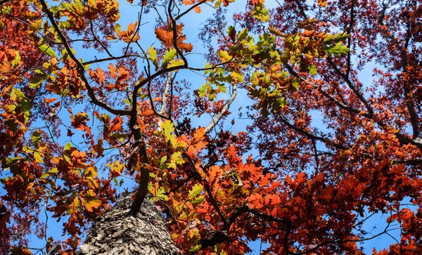 Albero pieno di foglie rosse sui rami — Foto Stock