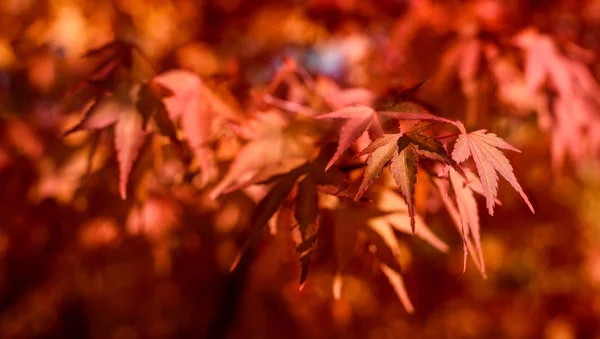 Червоні листя восени — стокове фото