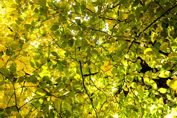 Foglie verdi sull'albero in autunno — Foto Stock