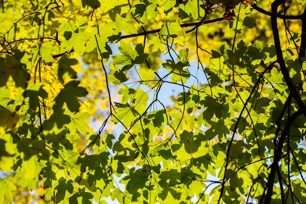 Foglie verdi sull'albero in autunno — Foto Stock