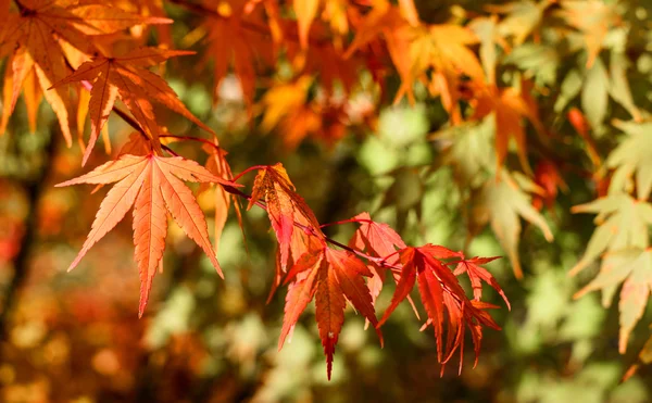 Foglie rosse in autunno — Foto Stock