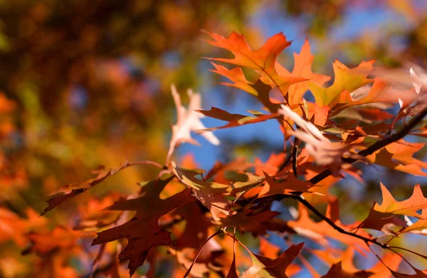 秋にカシの葉 — ストック写真