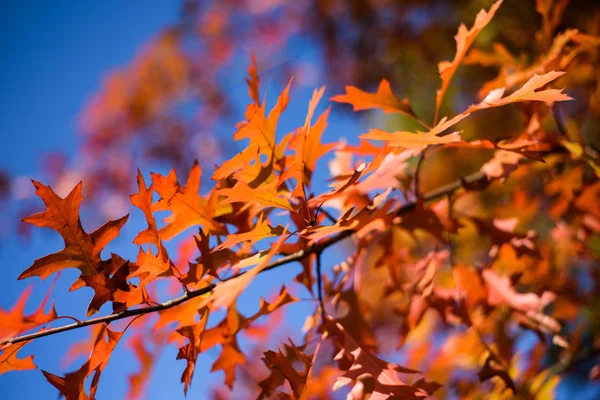 Foglie di quercia in autunno — Foto Stock