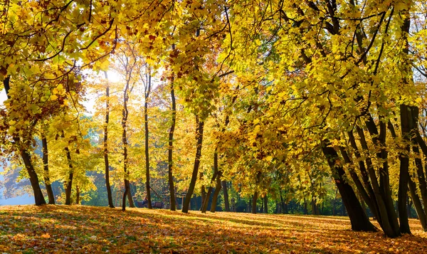 白沙在秋天，地上满了树叶，布拉格 — 图库照片