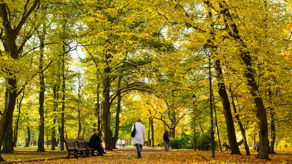 Árvores com folhas amarelas em Park in Fall, Praga — Fotografia de Stock