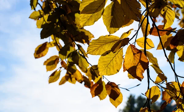 太陽を背に黄色の葉 — ストック写真