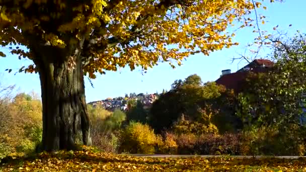 Yaprakları sonbaharda ağaçtan düşen — Stok video