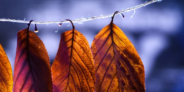 オレンジ色の秋の葉背景を分離 — ストック写真