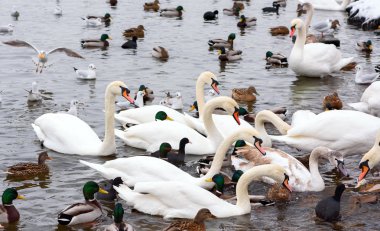 Kuğu ve martılar Prag'da Vltava Nehri, kış aylarında beslenme