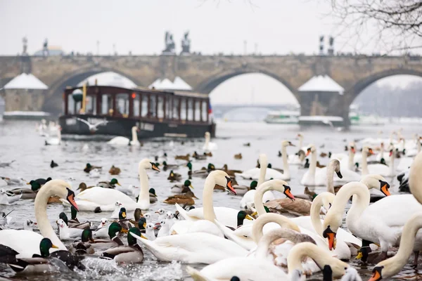 Cisnes y gaviotas en el río Moldava en Praga en invierno, Barco en el fondo —  Fotos de Stock