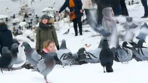 Karmienia gołębi w zimie w Pradze — Wideo stockowe