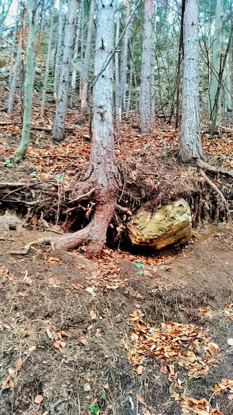 Öl Baumwurzeln im Wald