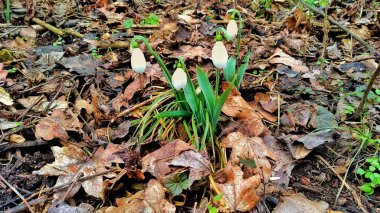 Ormanda kar damlası