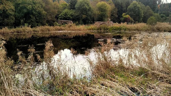 Ormanlı şehir gölü