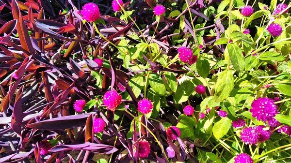 Bahçedeki güzel mavi çiçekler