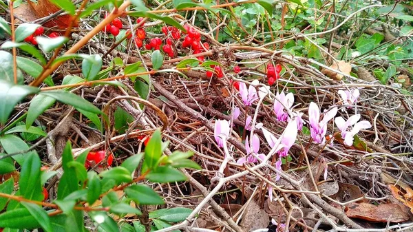 Bahçedeki çiçekler