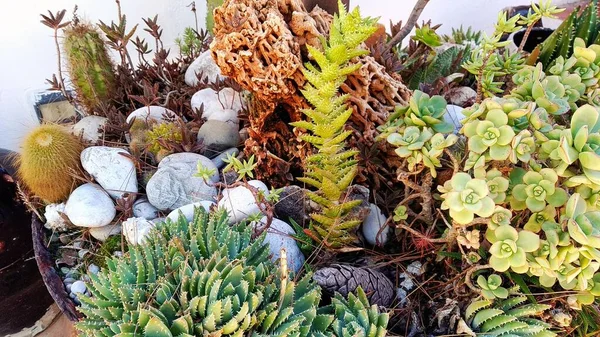 Bahçede çiçekler ve kaktüsler