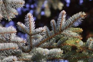 Akşam güneşinde çam ağacı