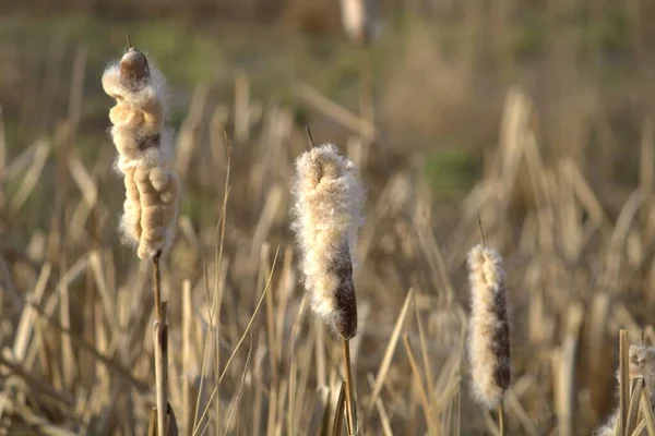 Biyoptaki sazlıklar