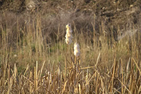 Biyoptaki sazlıklar