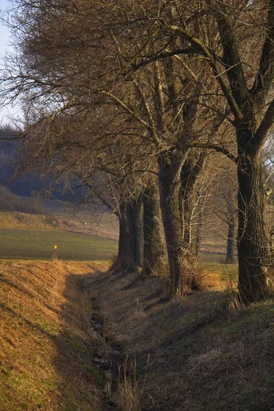 Ağaçlı bir dere yatağı