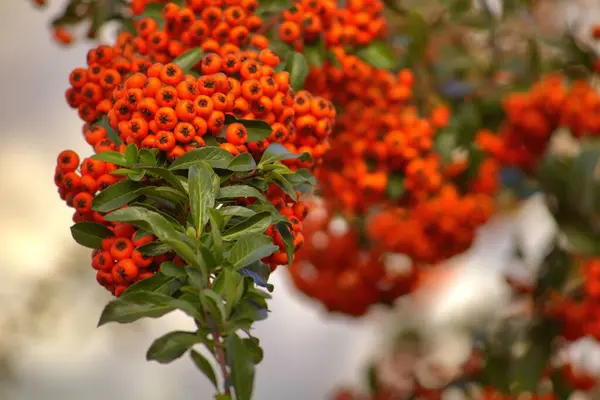 kırmızı böğürtlen dalda