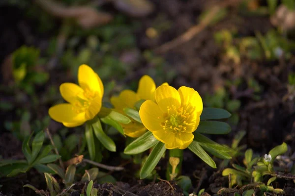 Yerdeki sarı çiçek