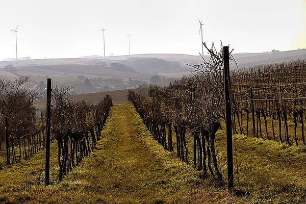 # Yel değirmenli üzümler #