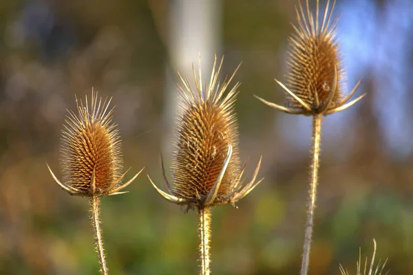 Çayırdaki devedikeni