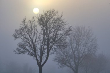 Güçlü siste güneşli bir ağaç