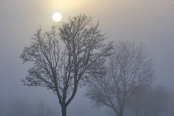 Güçlü siste güneşli bir ağaç