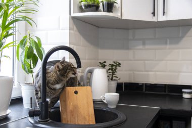 Masanın üzerinde modern, parlak bir mutfakta kedi var. Yeşil bitkileri olan saksılar. Beyaz mutfak. Komik kedi mutfakta musluk suyu içiyor..