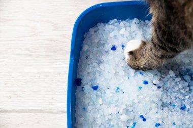 Tuvaletteki kedi. Kedi kakası. Mavi doldurucu silikat jel. Yumuşak kedi patileri.