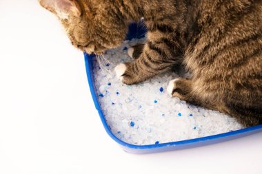 Kedi lavaboya gitti. Kedi kakası. Doldurucu silikat jel. Tuvalette otururken.
