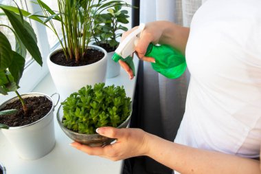 Beyaz tişörtlü genç bir kadın pencere eşiğine yeşil bitkiler döküyor. Kız bitkilerin üzerine su püskürtüyor. Yeşil sprey. Beyaz tencerelerde güzel taze bitkiler.