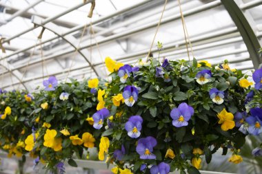  Büyük bir seranın saksılarında üç renkli güzel Viola çiçekleri. Serada bir sürü çiçek yetişiyor. Satılık bir sürü çiçekli büyük cam bir sera. Modern çiçek serası.