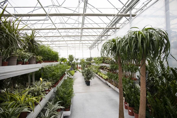 Büyük bir serada çömlek içinde güzel taze ev bitkileri. Bir serada birçok bitki yetiştirmek. Satılık yeşil bitkilerle dolu büyük cam bir sera. Modern çiçek serası. 