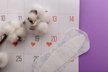 Adet gören kadın hijyen konsepti. Leylak arka planında pamuk dalıyla minimum düzlük adet pedi ve takvim