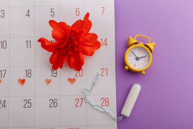 Kadınların adet döngüsü ve hijyen konsepti. Tamponlu adet takvimi, çalar saat ve leylak arka planda kırmızı çiçek.