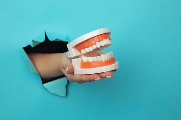 Woman hand showing a model of jaw out of a hole torn in paper wall close-up. Tooth care concept — Stock Photo, Image