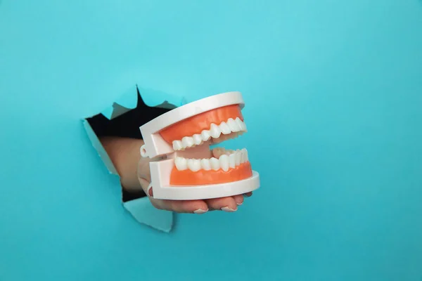 Mulher mão mostrando um modelo de mandíbula fora de um buraco rasgado na parede de papel azul. Conceito de saúde — Fotografia de Stock