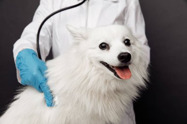 Steteskoplu veteriner veteriner veteriner, veteriner kliniğindeki beyaz köpeği yakından muayene ediyor. Hayvan bakımı teması