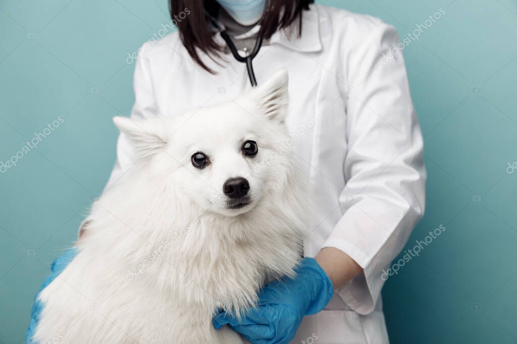 Veterinarian with stethoscope listening white dog on table in vet clinic. Care for pets