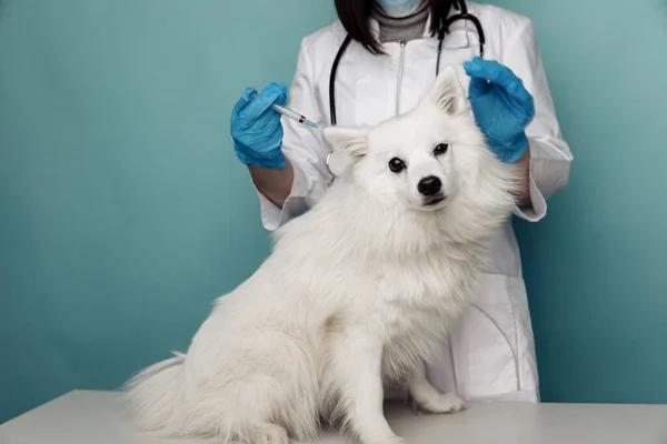 Veterinärkonzept. Inspektion und Behandlung eines glücklichen weißen Hundes durch einen Tierarzt mit einer Spritze — Stockfoto