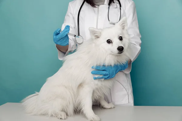 Inspektion und Behandlung eines weißen Hundes durch einen Tierarzt mit einer Spritze — Stockfoto