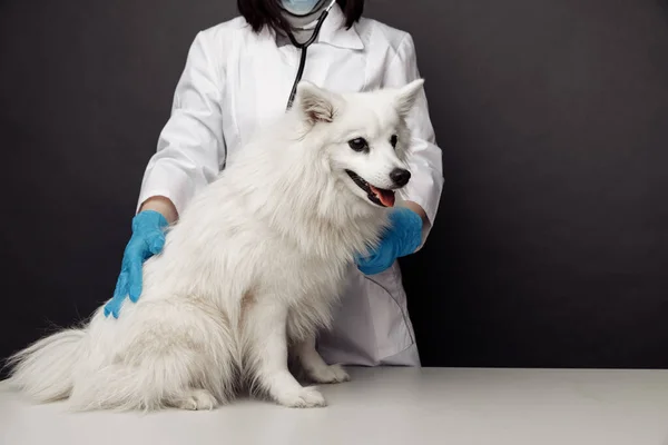 Tierarzt in Uniform checkt den Hund auf dem Tierarzttisch vor grauem Hintergrund — Stockfoto