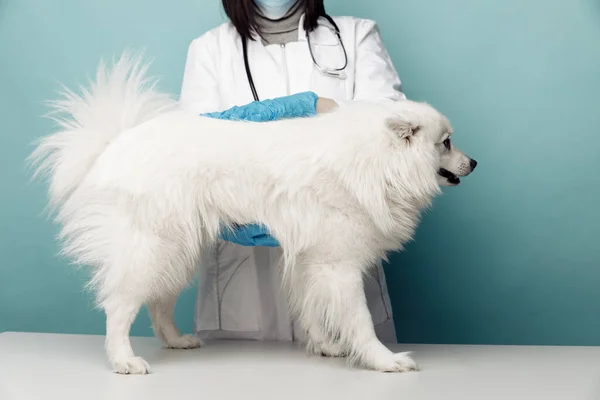 Weterynarz w mundurze sprawdza białego psa przebywającego na stole w klinice weterynaryjnej — Zdjęcie stockowe