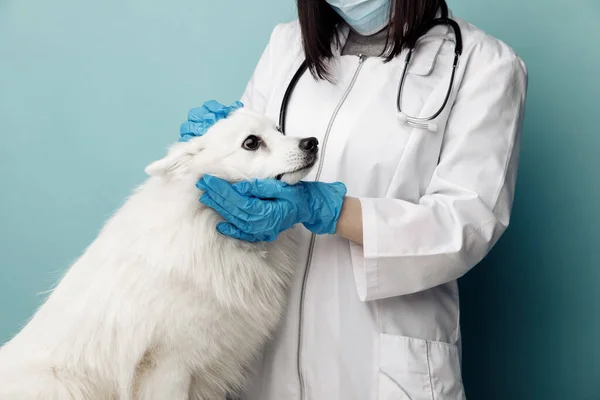 Tierarzt in Uniform kontrolliert Hund auf dem Tisch in Tierklinik — Stockfoto